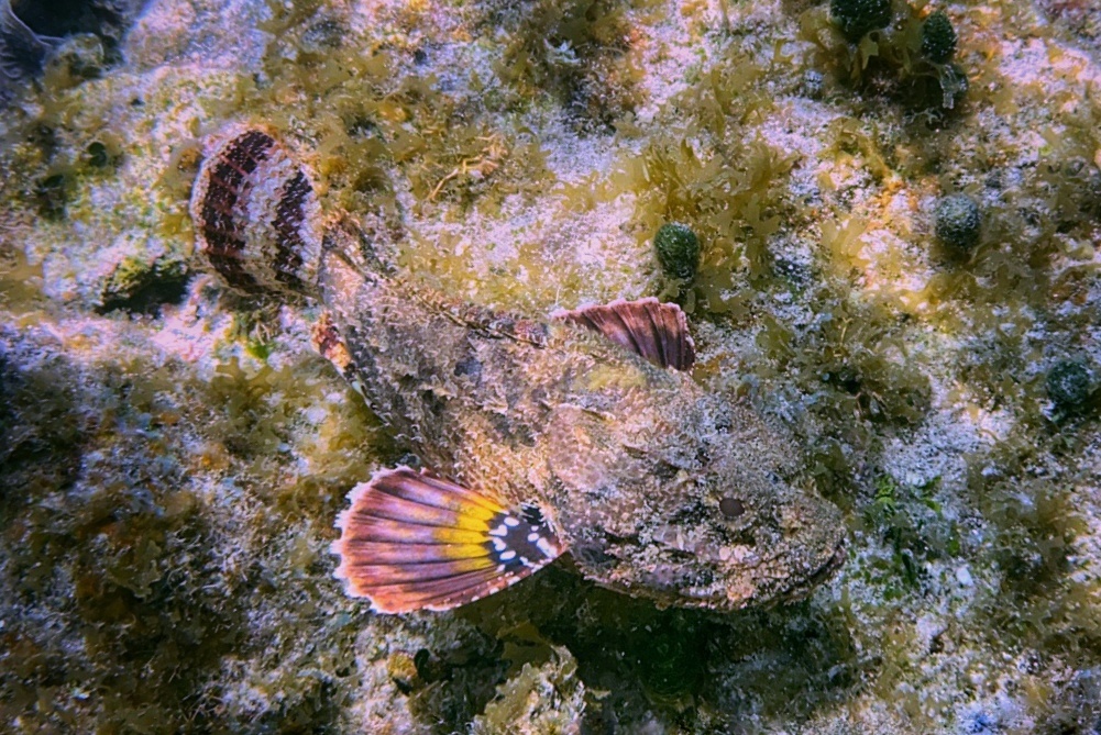 Poisson-scorpion